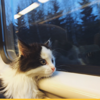 «Мы везём с собой кота…»: как правильно ездить с животными в электричках